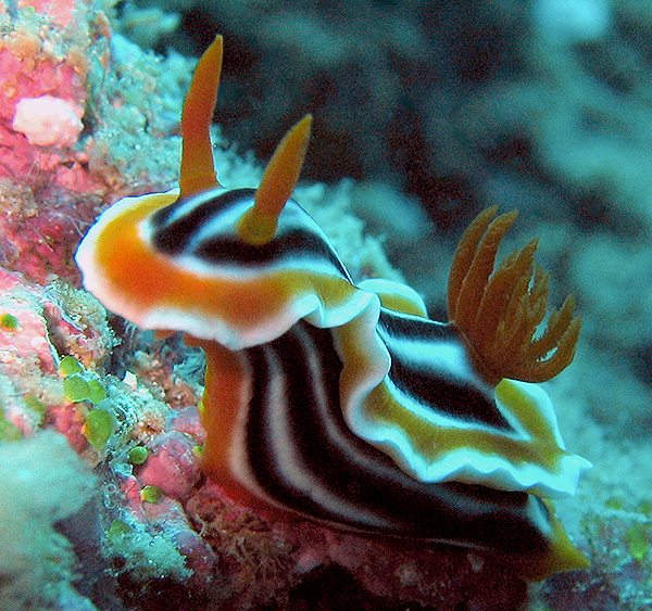 Nudibranch